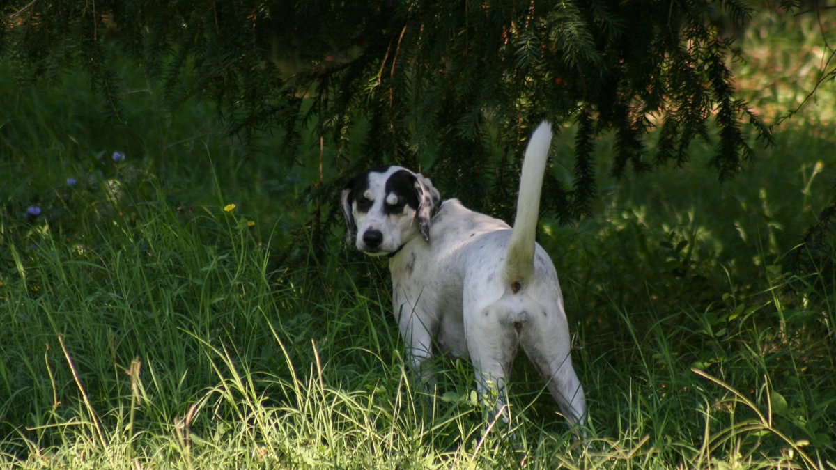 Cane nel bosco in una foto L.Gallitto