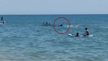 Orca in Andalusia, nuota tra i bambini a pochi metri dalla spiaggia: il video. Gli ultimi avvistamenti in Italia