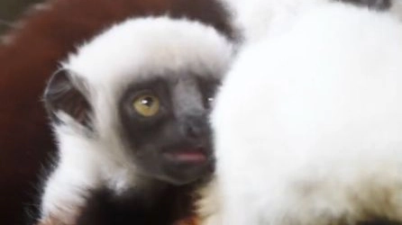 Il piccolo lemure danzante nato in uno zoo di Chester