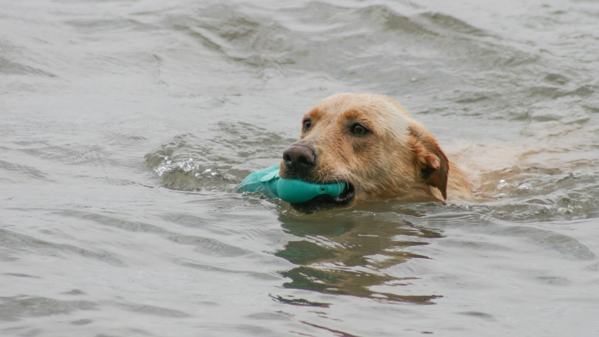 Labrador in acqua (Foto L.Gallitto)