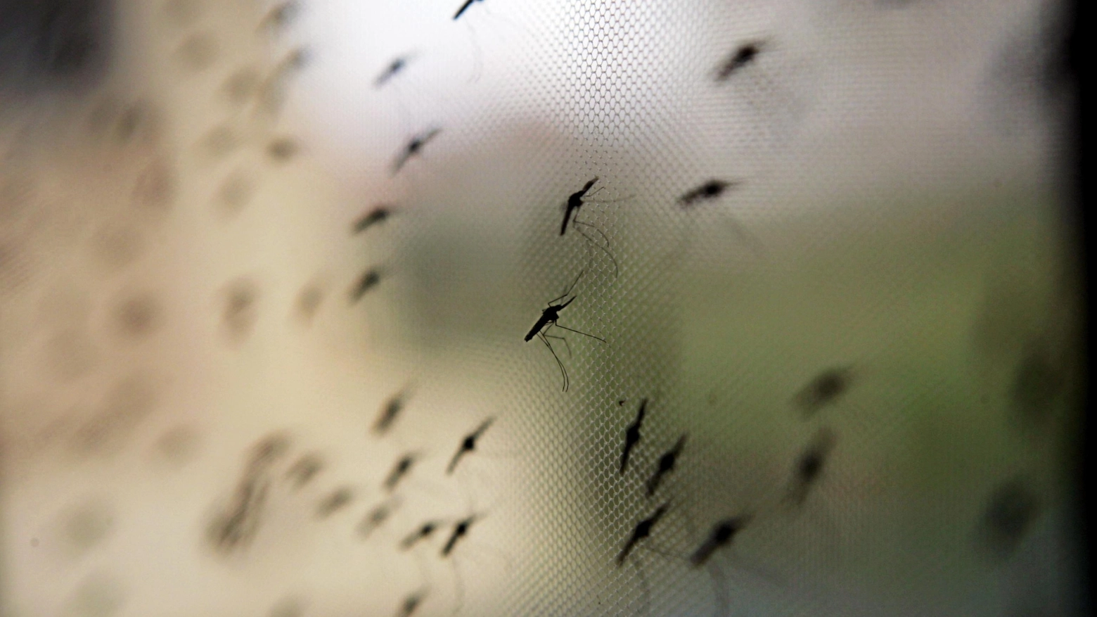 Zanzare Anopheles Gambiae, vettori del parassito che provoca la malaria (Ansa)
