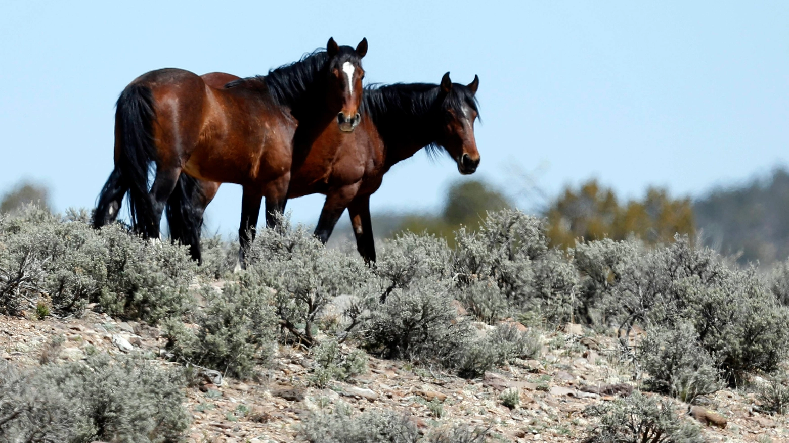 Cavalli allo stato brado in una foto Reuters