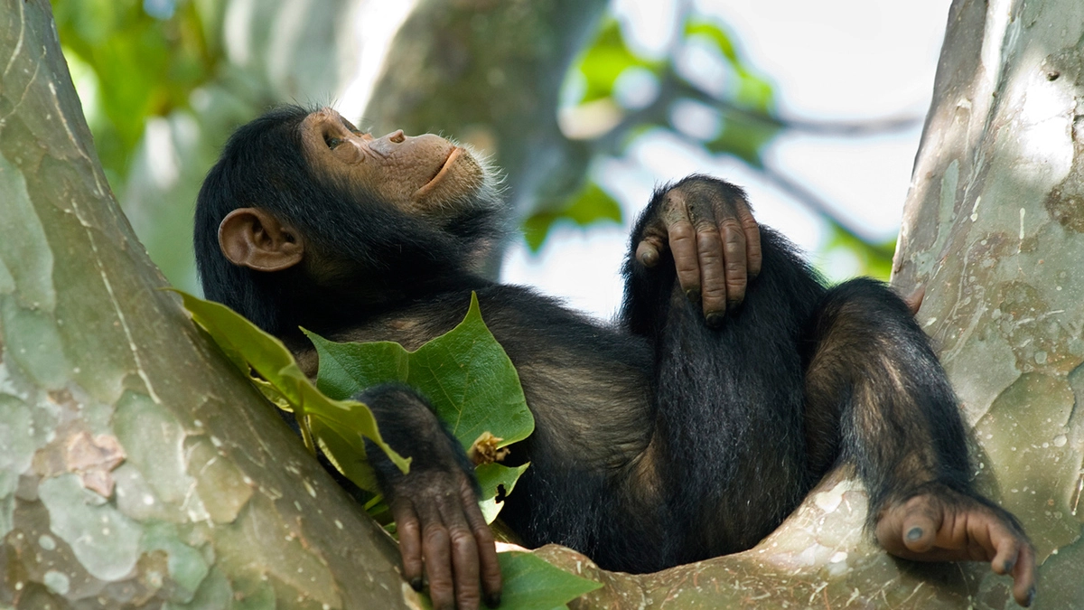 Un giovane scimpanzé "pensoso"