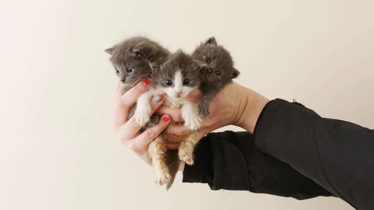 Tre gattini appena nati (foto repertorio)