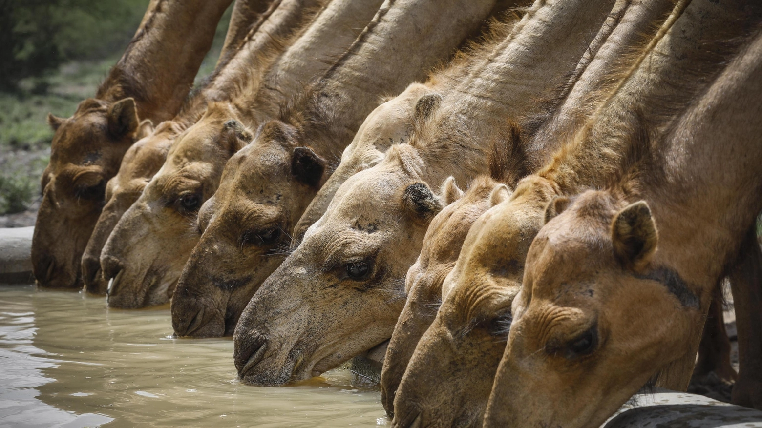 Più di 10.000 cammelli selvatici saranno abbattuti in Australia (Ansa)