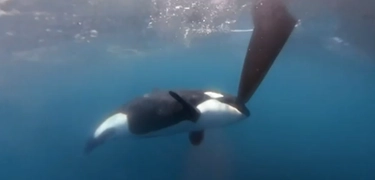 Orche all’attacco delle barche, Pratesi (WWF): “Animali molto intelligenti, ecco come si scambiano le informazioni”