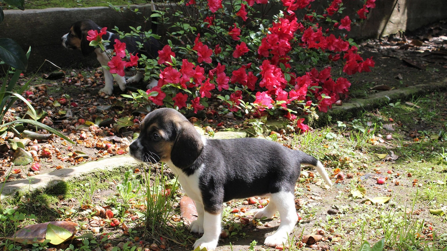 Uno dei cuccioli di Beagle di Green Hill (Foto Ansa)