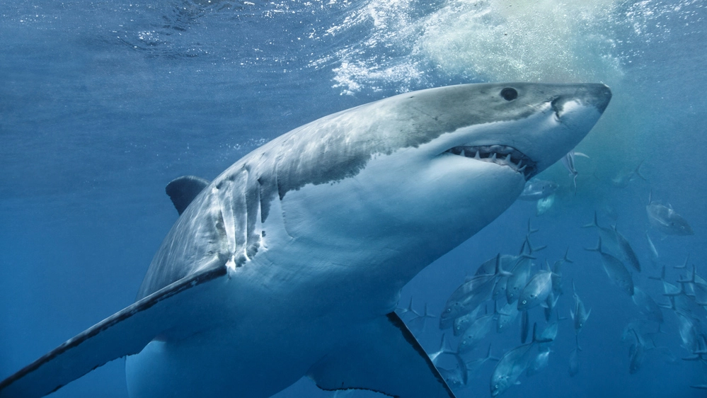 Il megalodonte era lungo tre volte lo squalo bianco