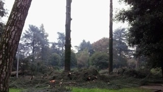 Piazza Resistenza: gli alberi tagliati