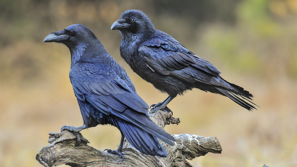 I corvi si adattano agli ambienti più diversi e si trovano a qualunque latitudine