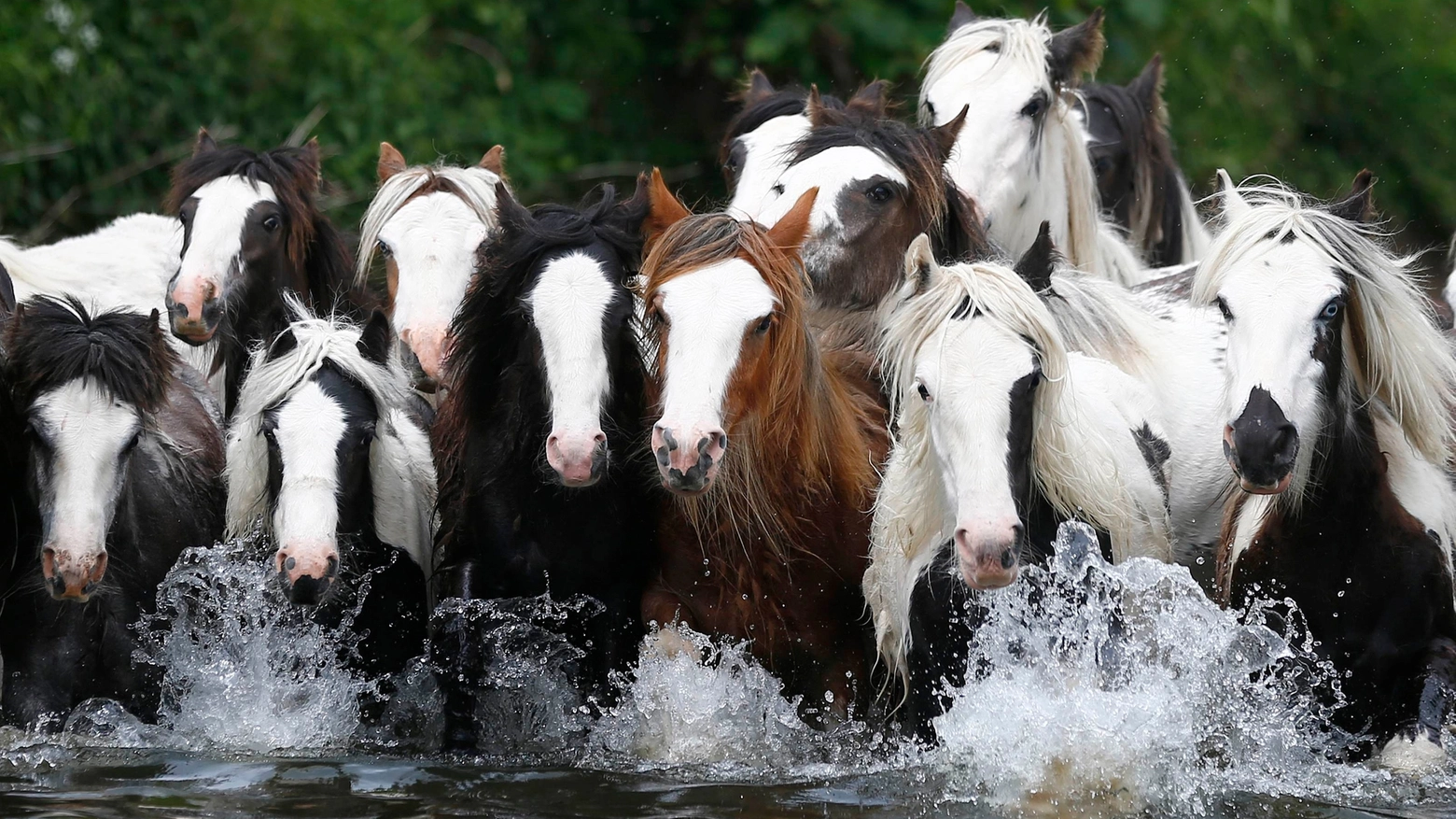 Cavalli liberi in natura (Foto Reuters)