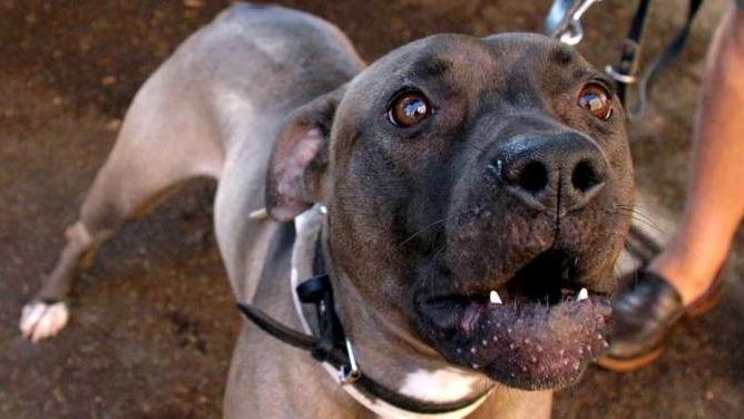 Per difendersi e salvare il suo meticcio un impiegato di Fermo ha preso a morsi un cane randagio 