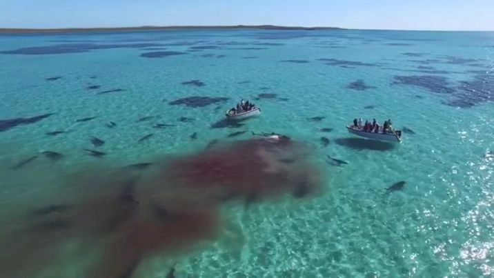 Squali sbranano una balena in Australia