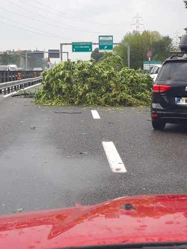Nubifragio tra Milano e Monza, alberi si abbattono sulla Tangenziale Est