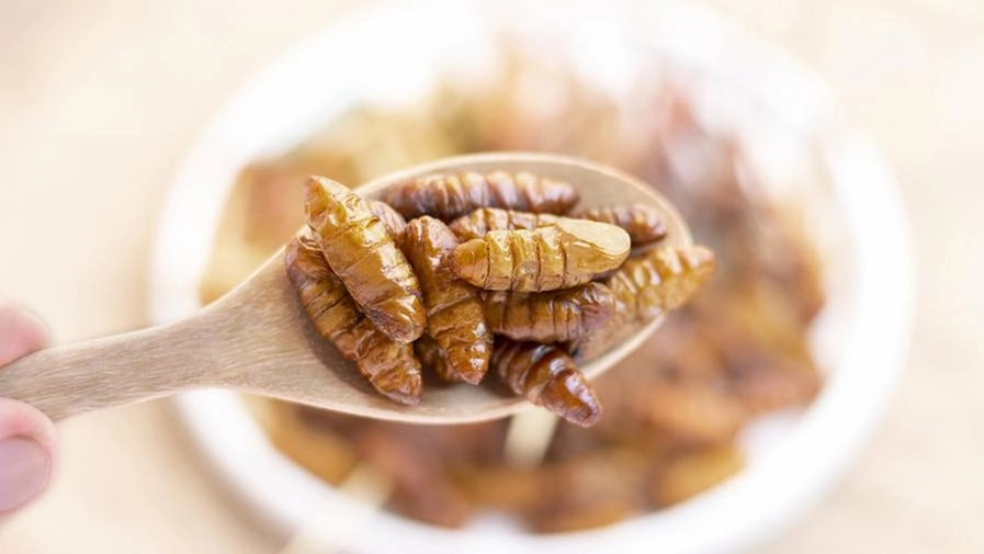 Gli insetti sono il cibo del futuro?