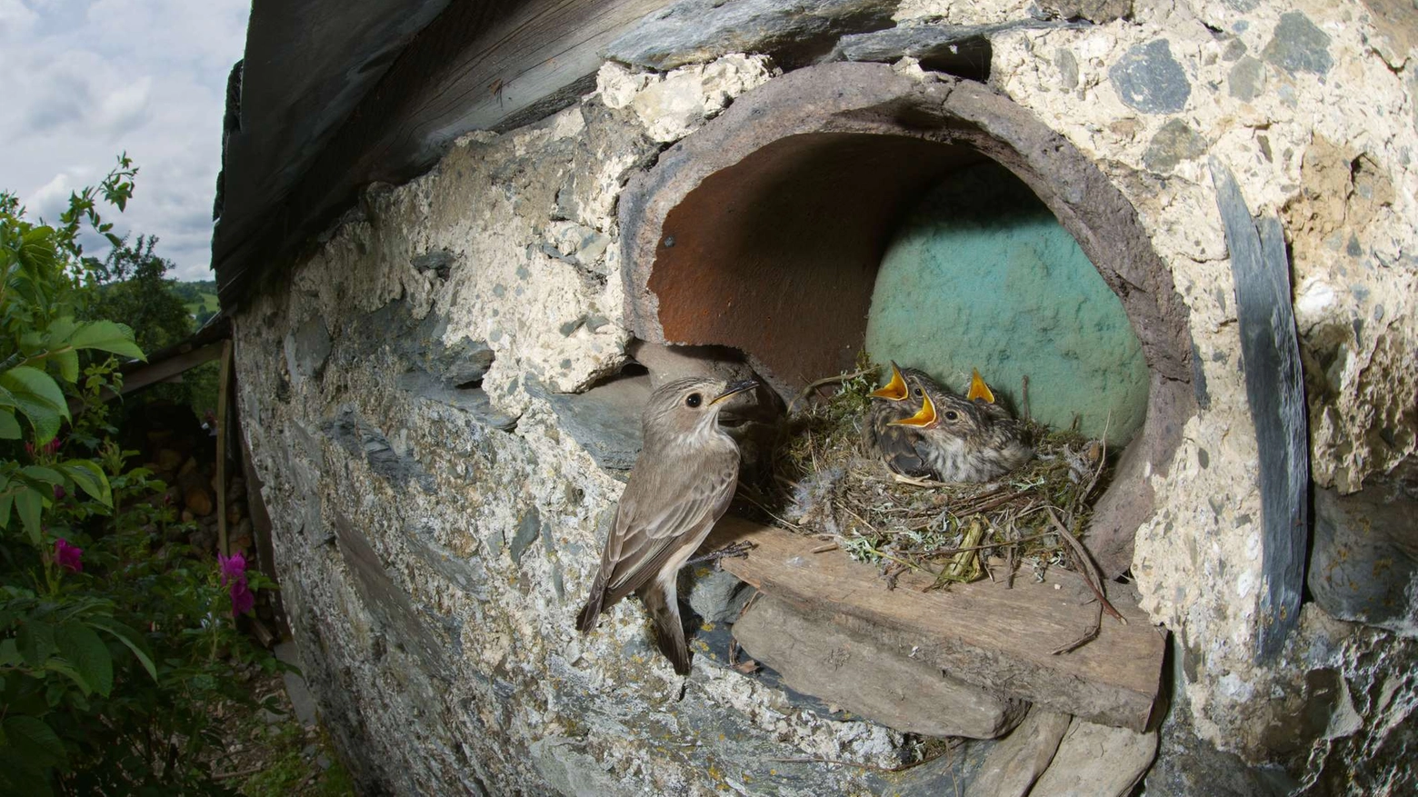 Piccoli nel nido (Foto Olycom)
