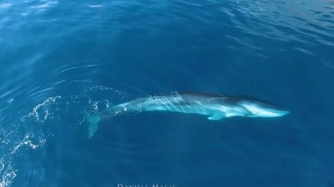 Balene a Cala Gonone (da video di Daniele Macis)