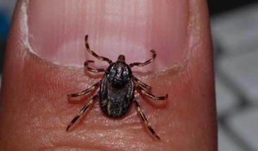 Caldo record, l'allarme: anomala invasione di insetti, rischio nuove epidemie
