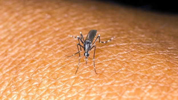 Il virus Zika può essere trasmesso tramite la puntura di una zanzara