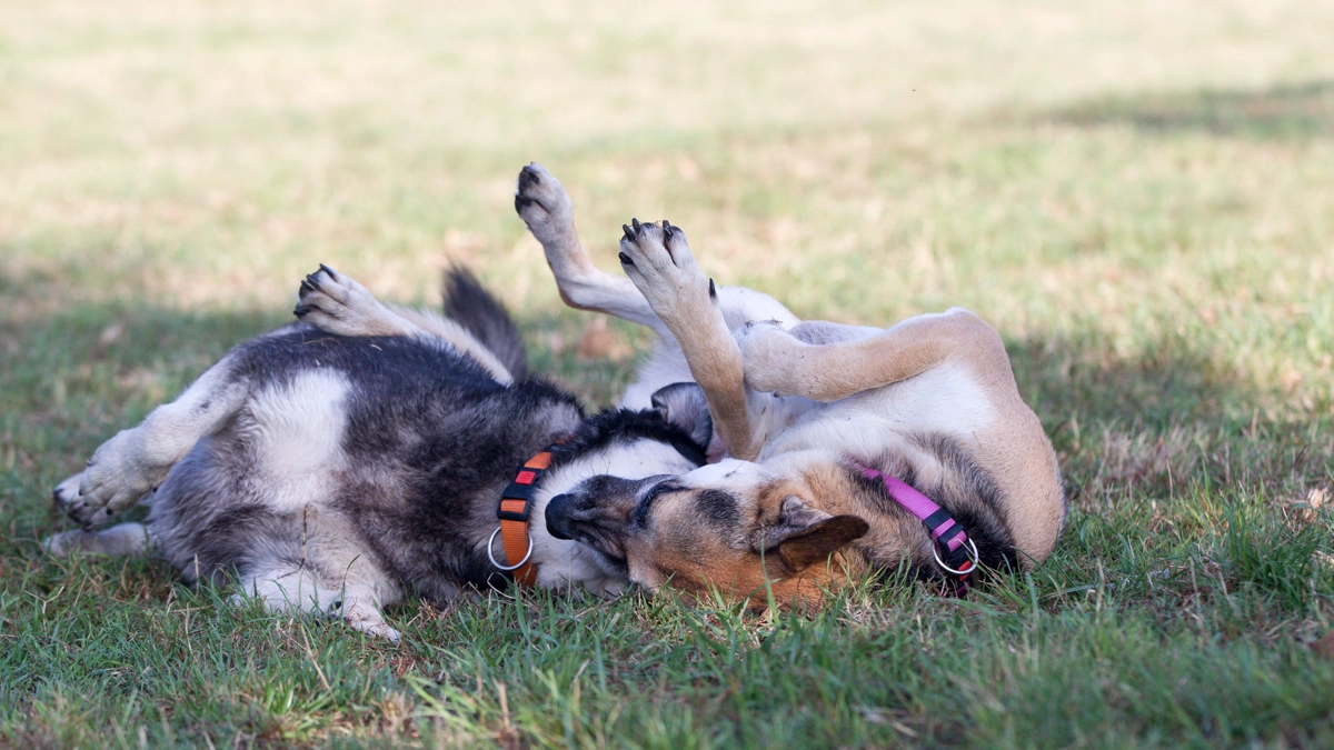 Giochi tra cani (Foto L.Gallitto)