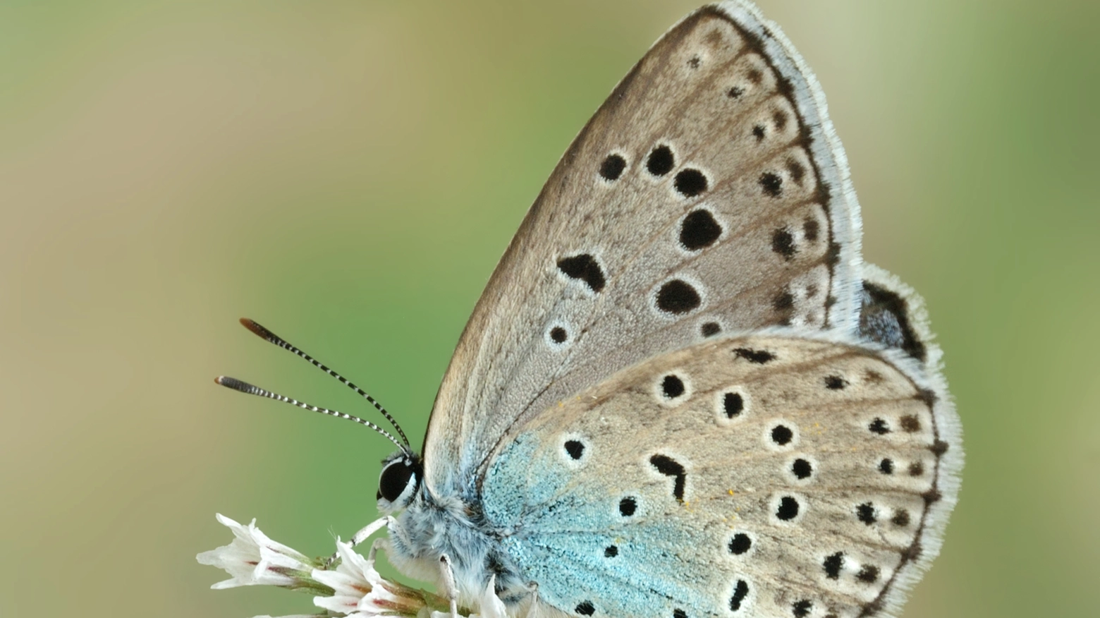 Farfalla Maculinea arion