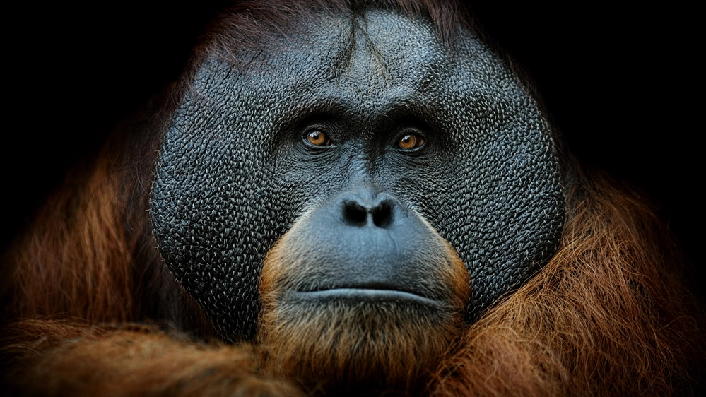 L'orango di Sumatra è una delle specie a più alto rischio di estinzione