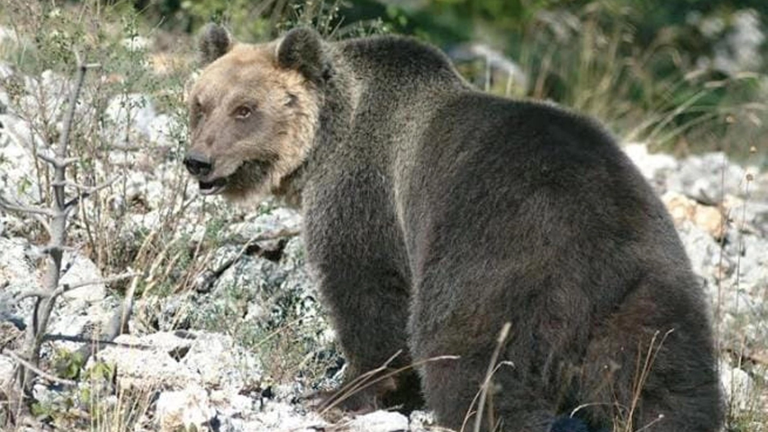 L'orso M49 prima della fuga (ANSA) 