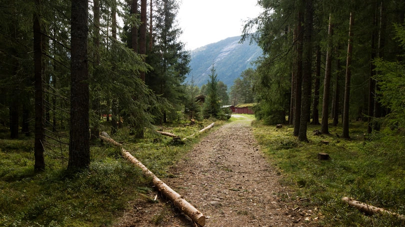 Sentiero in una foresta norvegese - Foto: Picture Partners / Alamy