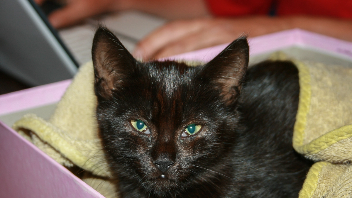 Gattino nero in una foto L.Gallitto