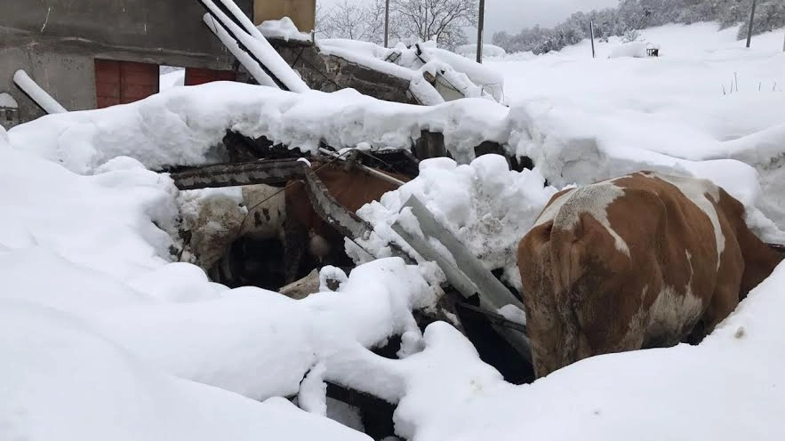 Mucca in una stalla crollata