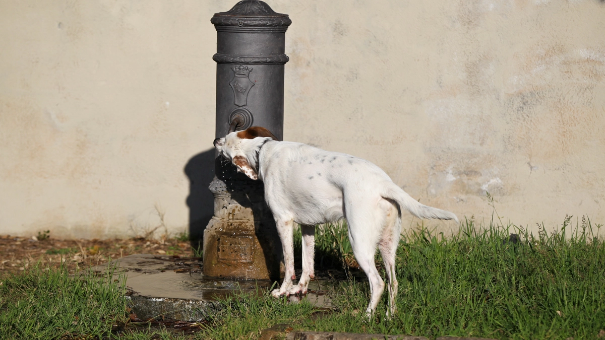 Cane beve alla fontanella (Foto L.Gallitto)