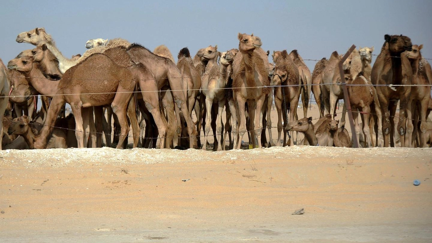 Cammelli del Qatar espulsi dall'Arabia Saudita (Ansa)