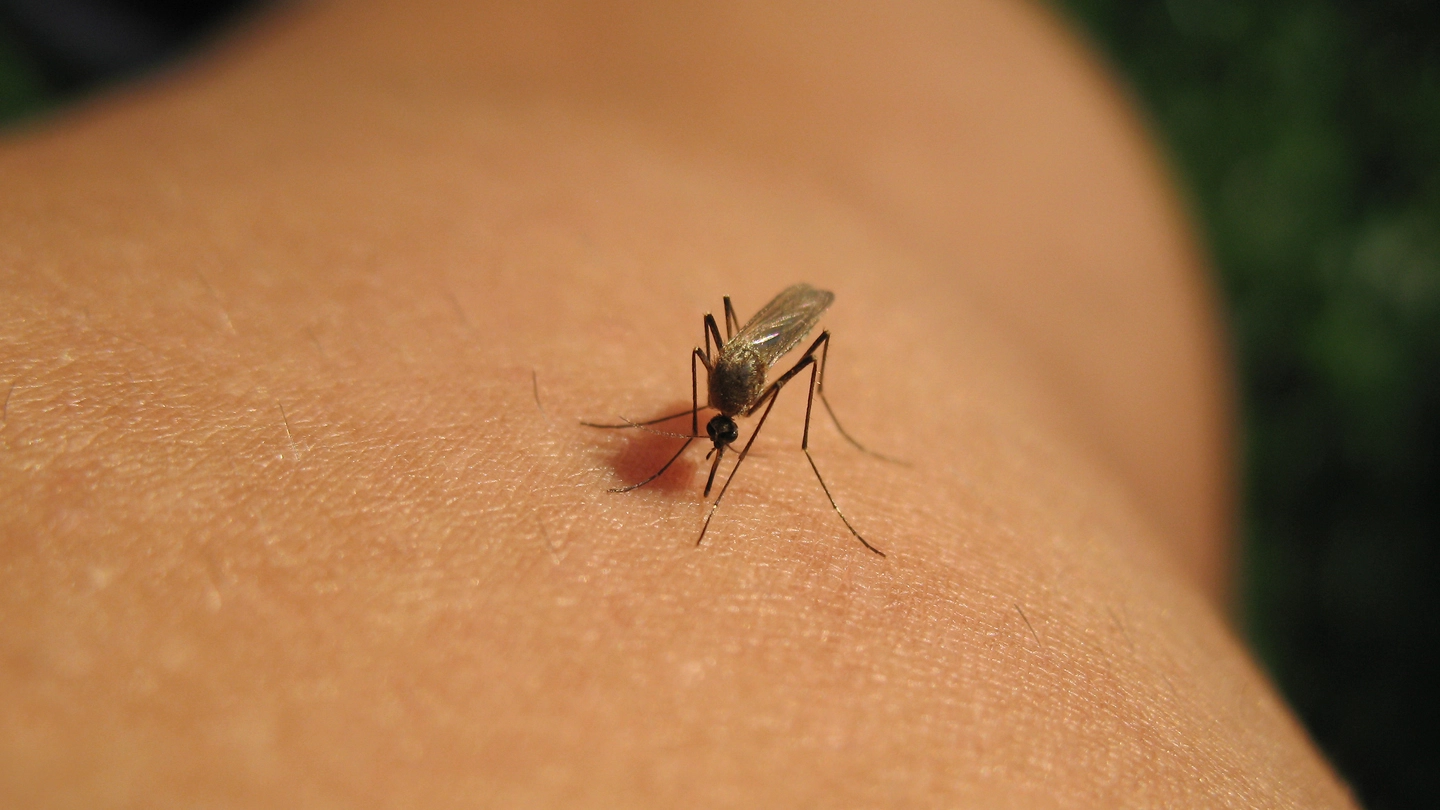 West Nile in Veneto. Nella foto una zanzara in una foto d'archivio (foto iStock)