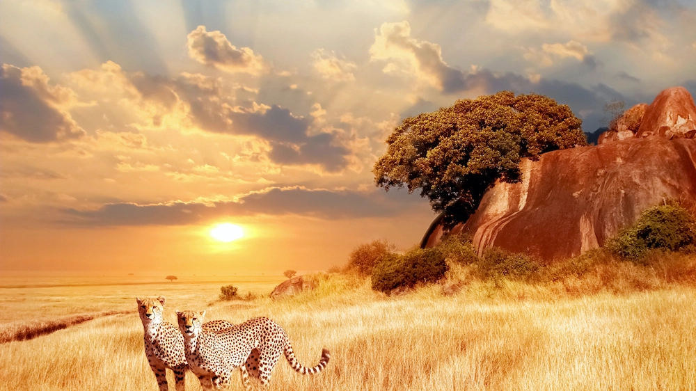 Safari in Africa: 5 mete 