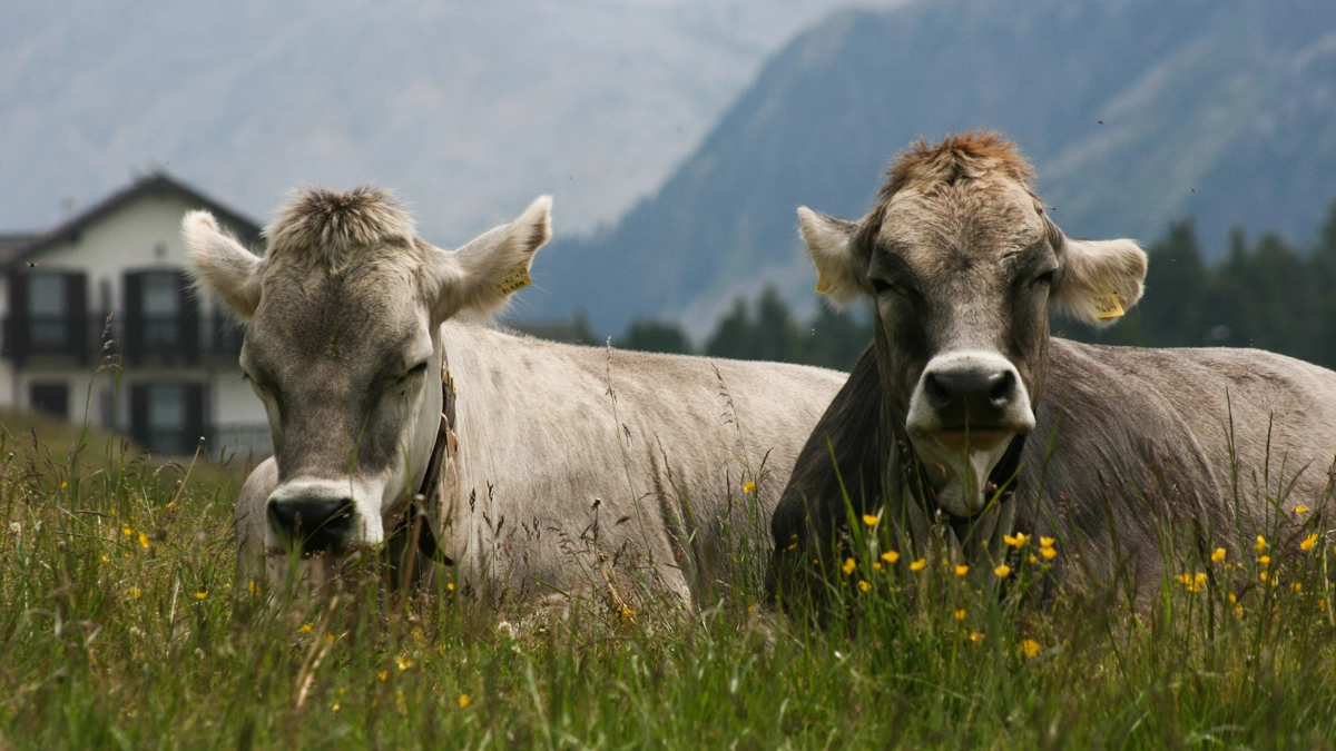 Mucche in una foto L.Gallitto