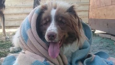 Cane con la coperta