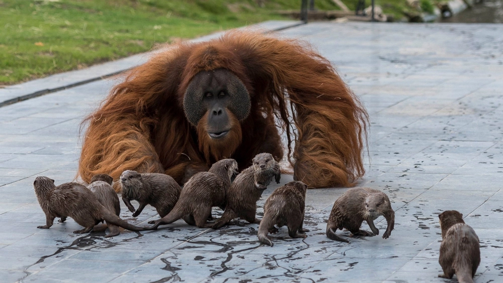 Gli oranghi e le lontre dello zoo Pairi Daiza - Foto: facebook/JardinDesMondes