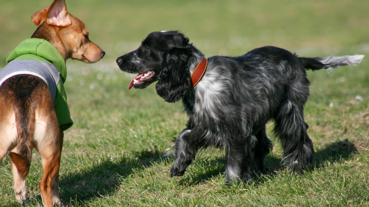Incontro tra cani (Foto L.Gallitto)