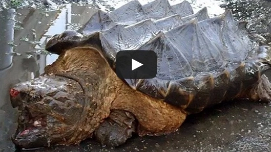 La tartaruga 'dinosauro' trovata in Russia (Daily Mail)