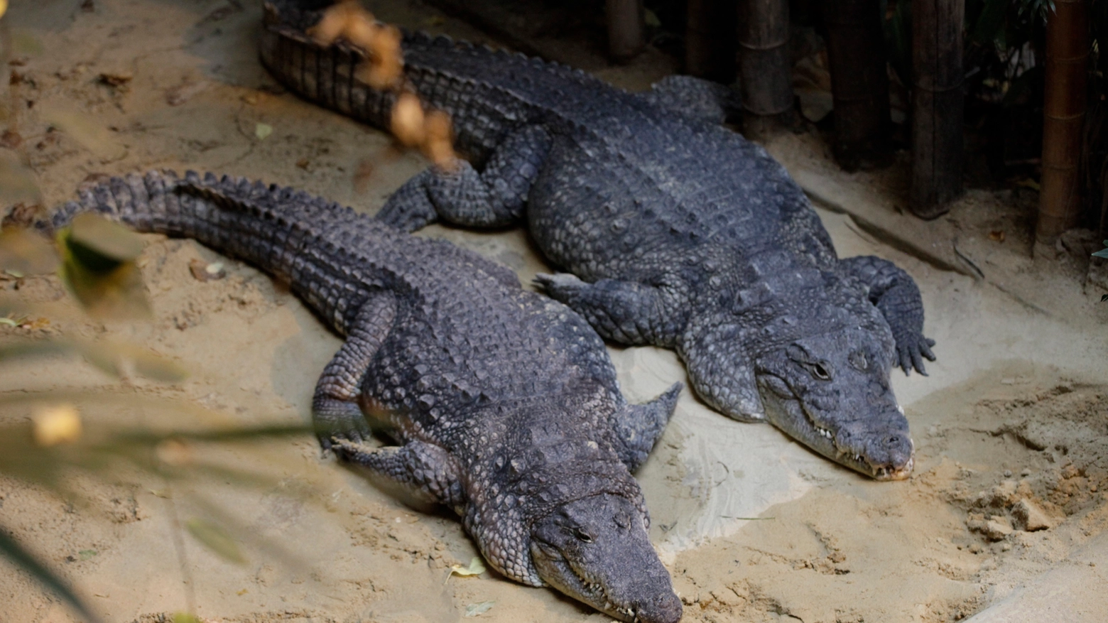 Alligatori in una foto L.Gallitto
