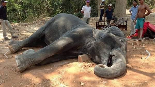 Il povero elefante morto in Cambogia