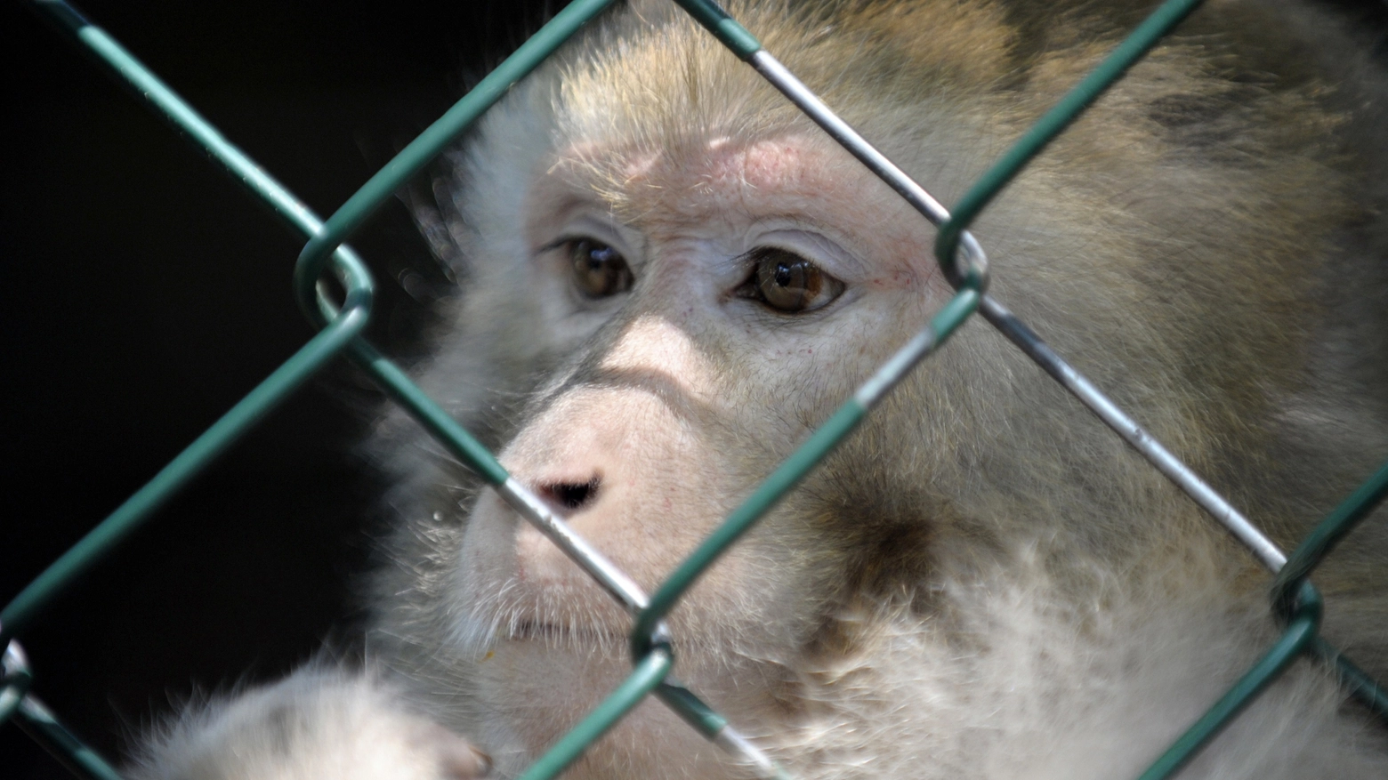 Macaco in gabbia in una foto AFP