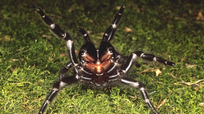 Un esemplare di ragno dei cunicoli (Foto: cbstockfoto / Alamy)
