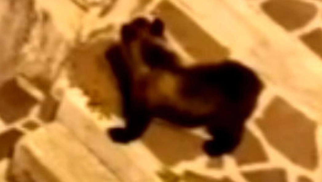 I due cuccioli dell’orsa uccisa   avvistati di nuovo insieme  Il Parco d’Abruzzo sospende la cattura