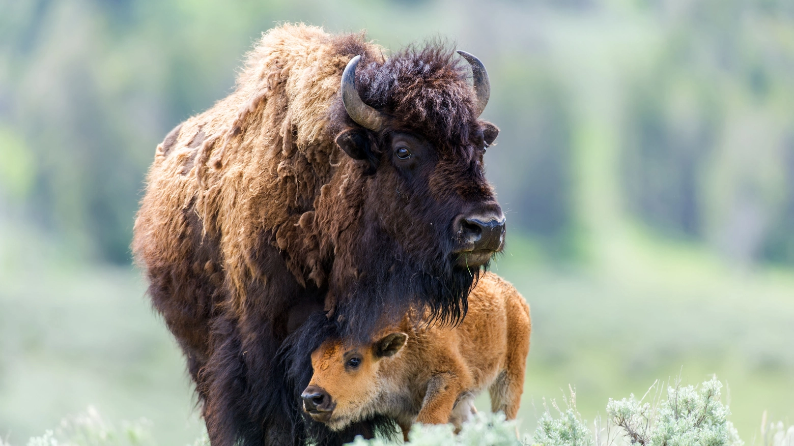Un bisonte femmina con un piccolo