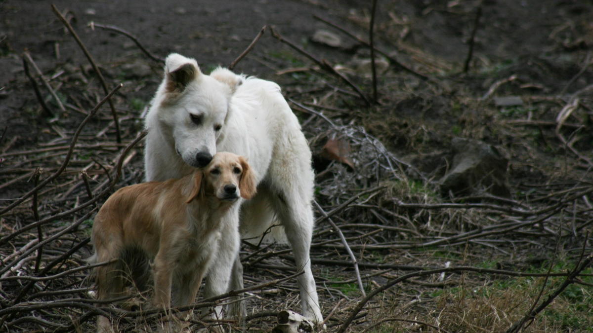 Cani randagi in una foto L.Gallitto