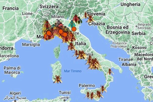 Vespa velutina: la mappa dell'espansione in Italia