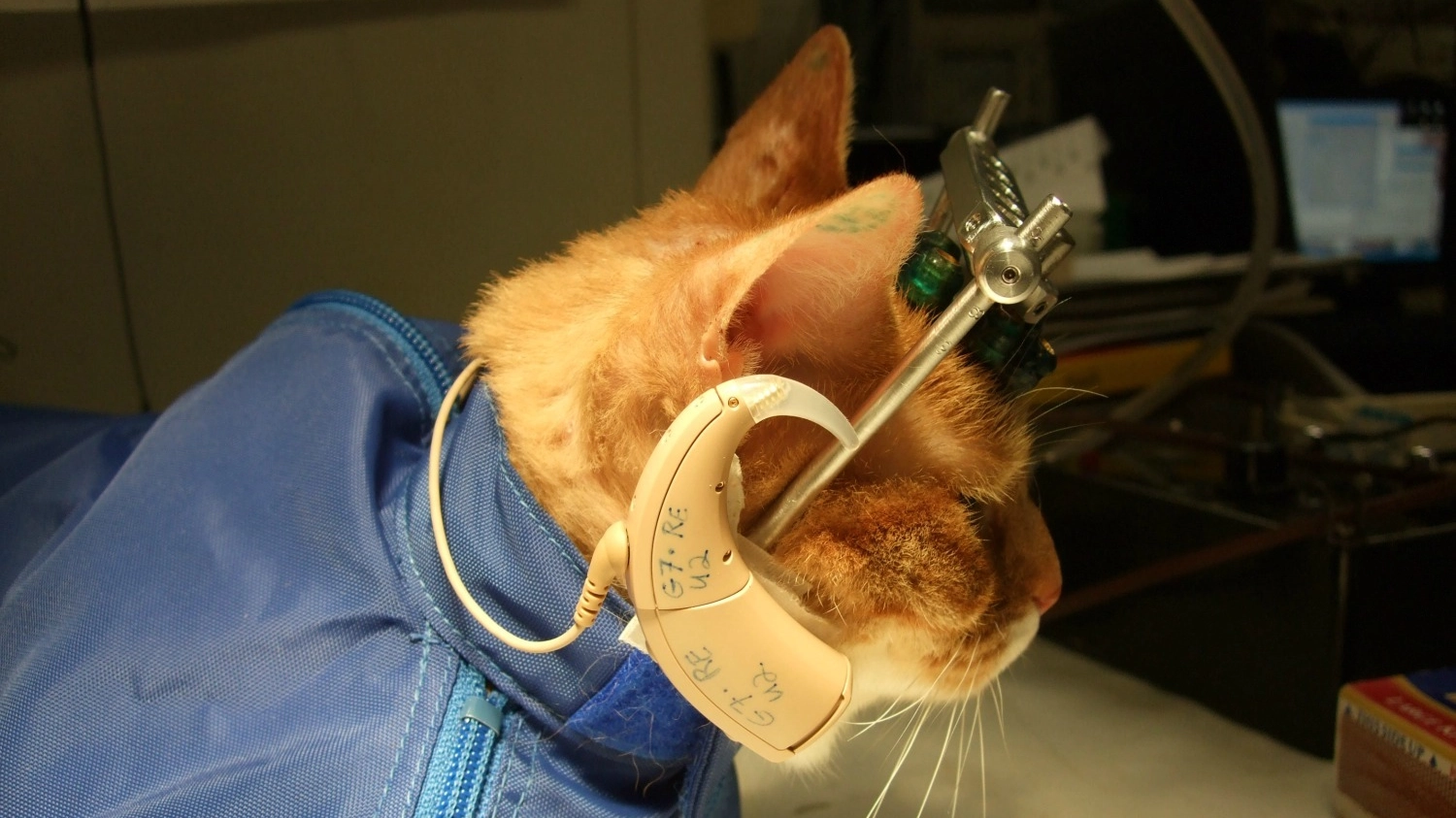 Gatto impiegato in un laboratorio in una foto Olycom