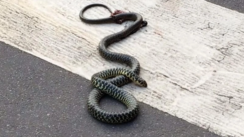 Un serpente (foto d'archivio)