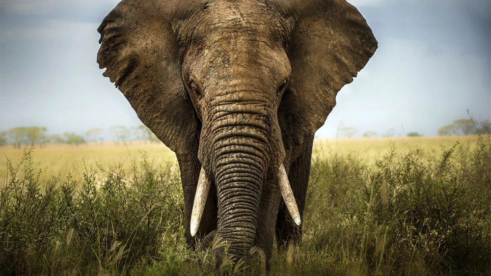 Un elefante